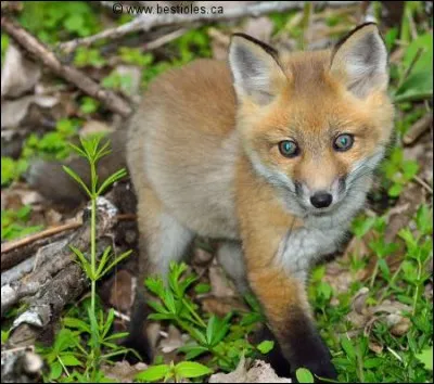 Le petit du renard est...