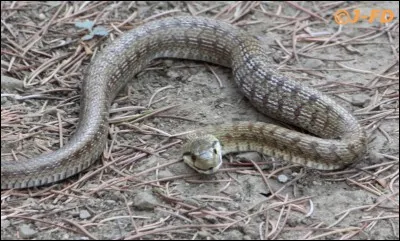 Lequel de ces serpents est inoffensif pour l'Homme ?