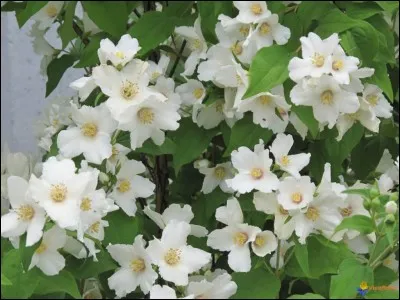 A besoin de piston pour pouvoir être employée, c'est la...