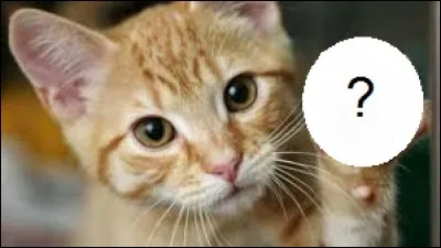 Combien de coussinets les pattes des chats comportent-elles ?