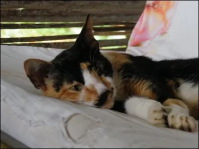 Quel est le pelage de ce chat ?