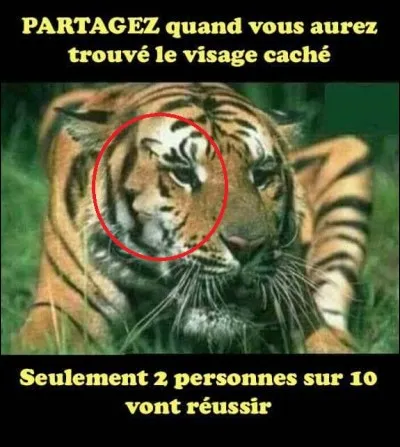 Que voyez-vous sur la partie entourée de l'image ci-dessus ?