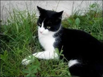 Qui est Darkstripe ?