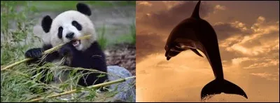 Son met préféré est le bambou.