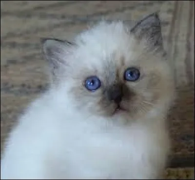 Je n'étais qu'un chaton lorsqu'on m'a révélé la prophétie suivante : "Ils seront trois, parents de tes parents, à détenir le pouvoir des étoiles entre leurs pattes". 
Je suis...