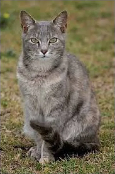 Je suis un chat du clan de la Rivière tué dans le clan du Tigre. Je suis...