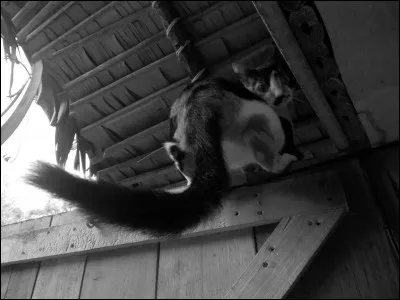 Comment appelle-t-on un amoureux des chats ?