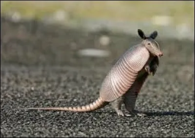 Les tatous vivent...