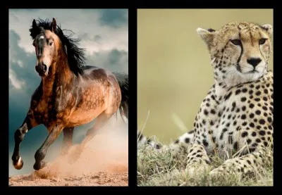 Acinonyx jubatus est mon nom scientifique.