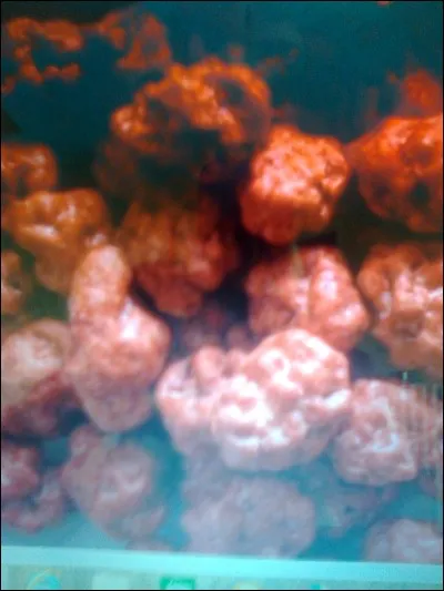 Les pralines d'Aigueperse sont une spécialité de quel département ?