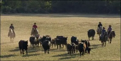 A l'origine, qu'est-ce que l'quitation western ?