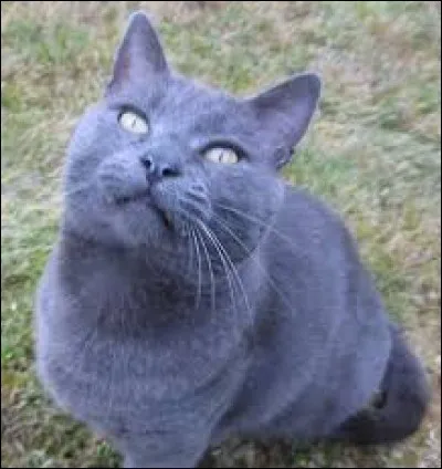 Quel est le nom anglais d'Oeil de geai ?