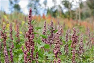 Quelle est cette plante ?