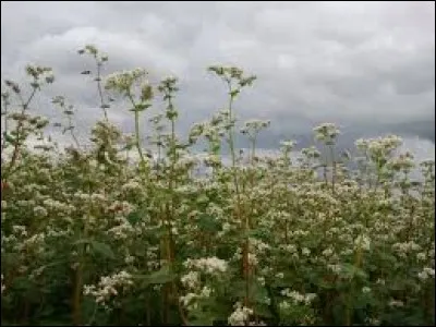Quelle est cette plante ?