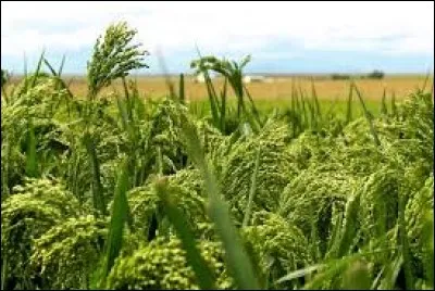 Quelle est cette plante ?