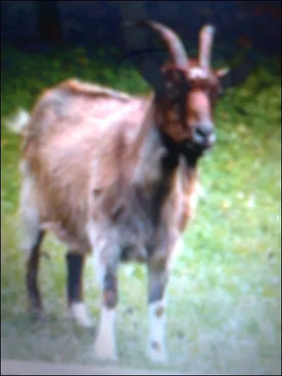 Quelle est la durée de vie d'une chèvre ?