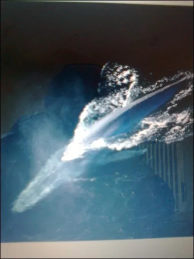 Quelle est la durée de vie d'une baleine bleue ?