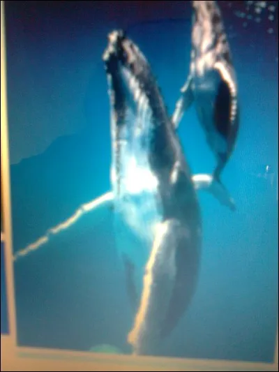 Quelle est la durée de vie d'une baleine australe ?
