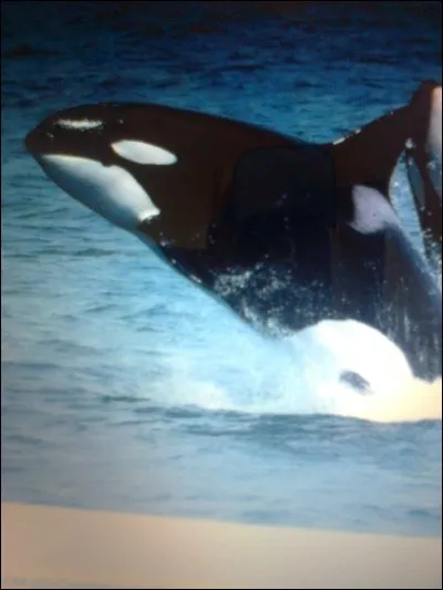 Quelle est la durée de vie d'un orque mâle ?