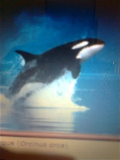 Quelle est la durée de vie d'un orque femelle ?