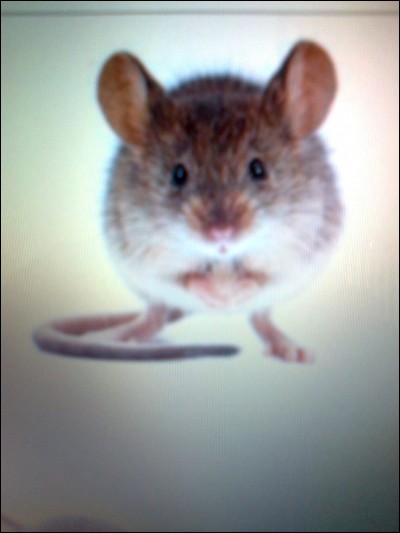 Quelle est la durée maximale de vie d'une souris ?