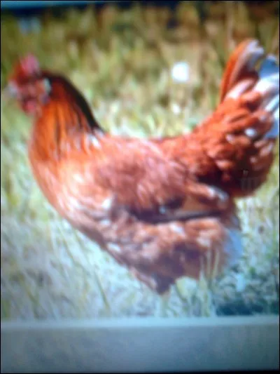 Quelle est environ la durée de vie d'une poule ?