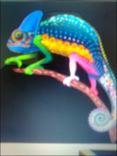 Quelle est la durée de vie d'un caméléon ?