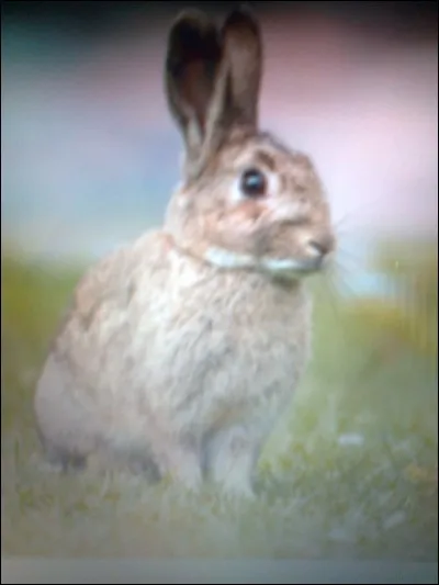 Quelle est la durée de vie d'un lapin ?