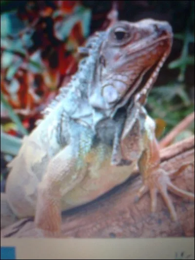 Quelle est la durée de vie d'un iguane ?
