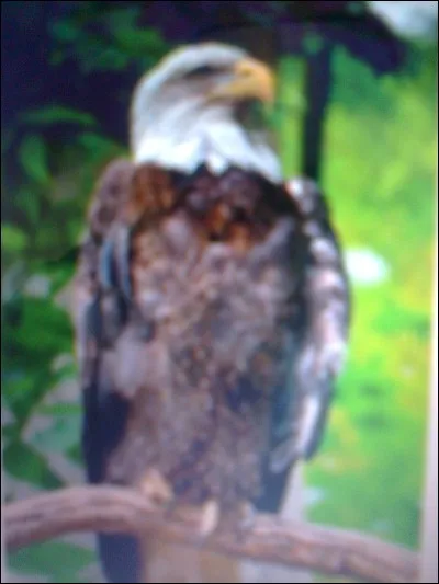 Quelle est la durée de vie d'un aigle ?
