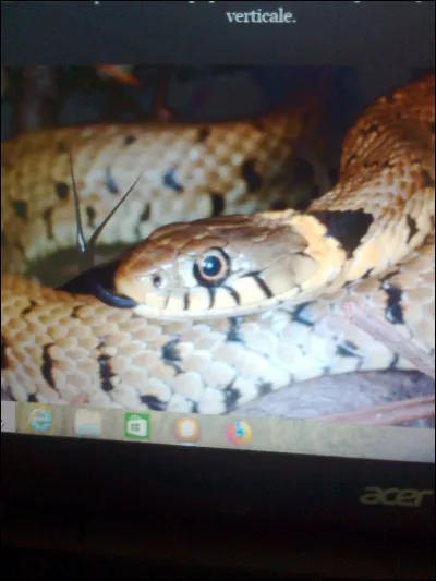 Quelle est la durée de vie d'une couleuvre ?