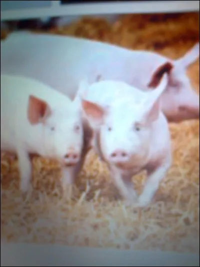 Quelle est la durée de vie d'un cochon ?