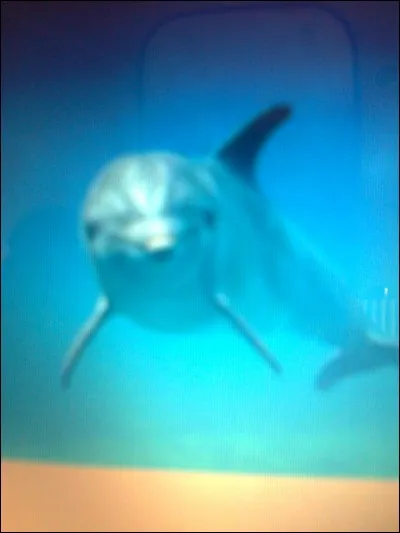 Quelle est la durée de vie d'un dauphin commun ?