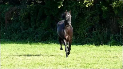 Comment Sam est-il nommé par Isabelle ? (Livre 5)