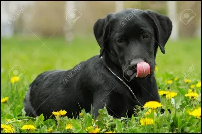 De quelle couleur est ce chien ?