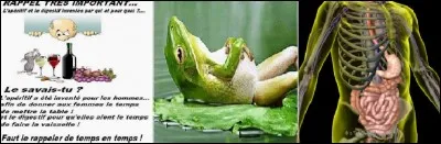 Quels organismes vivants et travaillant sans aucun r&eacute;pit se trouvent dans l'intestin pour terminer le travail ?