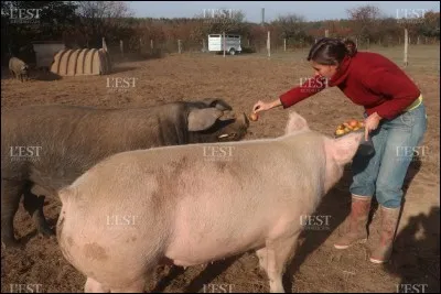 Bourvil et Louis de Funès jouent-ils de concert dans "La Traversée de Paris" ?