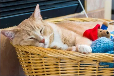 Quels sont les noms de ses frères et sœurs ?