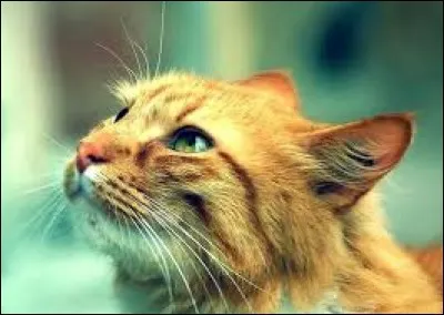 Quel était son nom quand elle était chaton ?