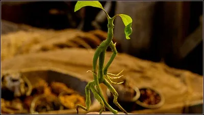 Quel est cet animal fantastique ?