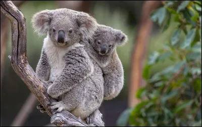 Quel est le nombre d'heures moyen de sommeil quotidien d'un koala ?