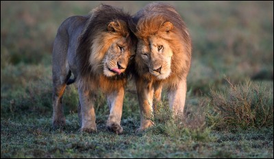 Comment appelle-t-on un groupe de lions ?