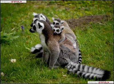 Où vivent les lémuriens ?