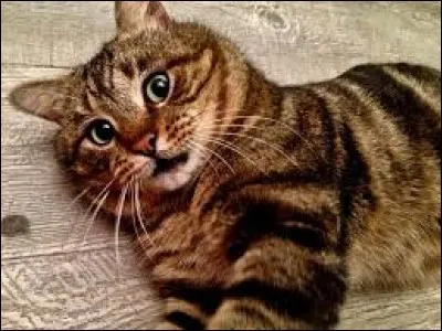 Quel est le mentor de Nuage de bourgeon ?