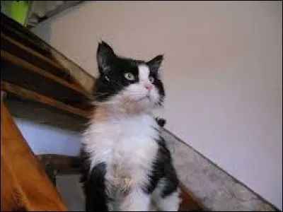 Quel est le mentor de Nuage d'écume ?