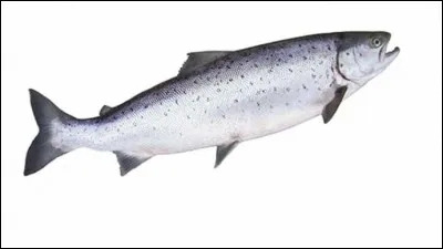 À quel endroit peut-on le voir ?