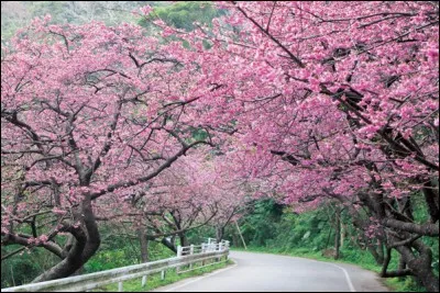 Quelle île japonaise est celle des centenaires ?