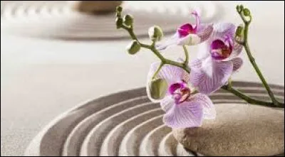 Poisson marin aussi appelé ''vieille de mer'' :