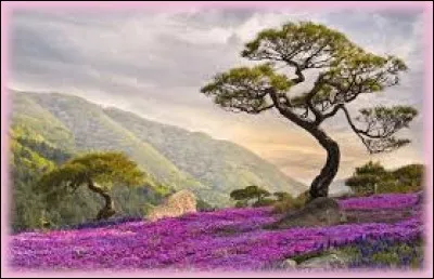 Voilier à deux mâts dont le grand est situé à l'avant. Le plus petit mât, le mât d'artimon, situé sur l'arrière est positionné en avant du gouvernail.