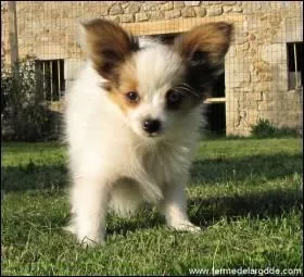 Quelle est cette race ?